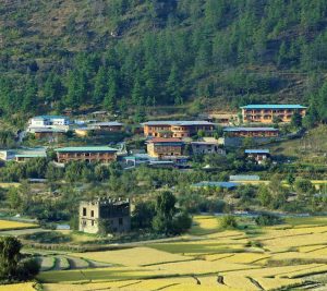 A cluster of traditional houses with green roofs sits on a hillside surrounded by pine trees, overlooking yellow-green rice fields and a small, weathered stone building in the foreground.