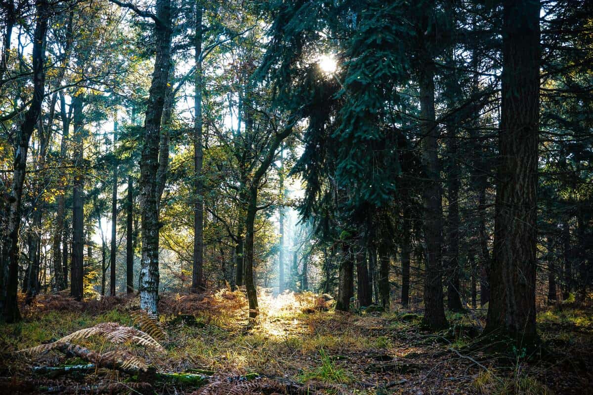 Discover nature in the New Forest