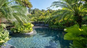A lush tropical pool surrounded by vibrant green palm trees and plants, with clear blue water and several black lounge chairs in the background under a sunny sky.